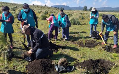 Bosque de Milpa Alta hacia la Restauración Ecológica y la Conservación